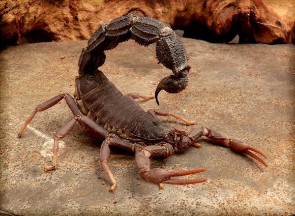 Black-Spitting-Thick-Tail-Scorpion