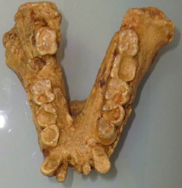 Gigantopithecus-450-465-21