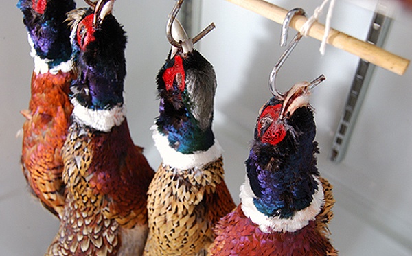 Hanging-Pheasants-600Px