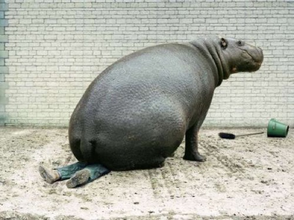 Hippo 20On 20Man