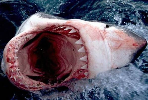 This-Is-A-Angry-Shark-From-Greenland-N3-Greenland-Greenland+1152 13002977558-Tpfil02Aw-12422