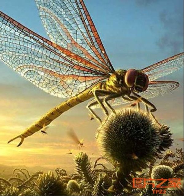 Giant prehistoric dragonfly