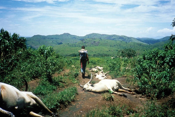 27492-Lake-Nyos--Cameroon--Gas-Release-August-21--1986--Dead-Cattle-An