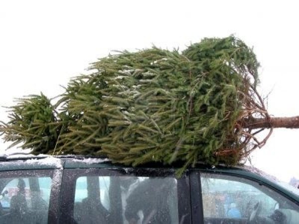530414-Huge-Christmas-Tree-Tied-To-The-Roof-On-A-Minivan