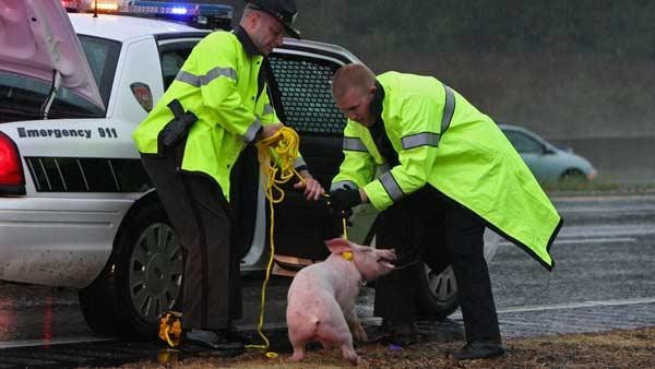Pig Emergency