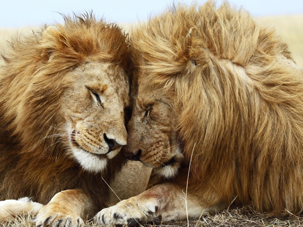 African-Lion-Lovers-1440X1920