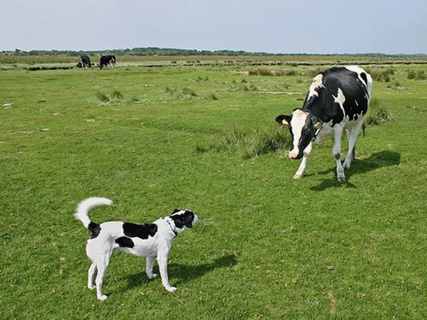 Dog And Cow