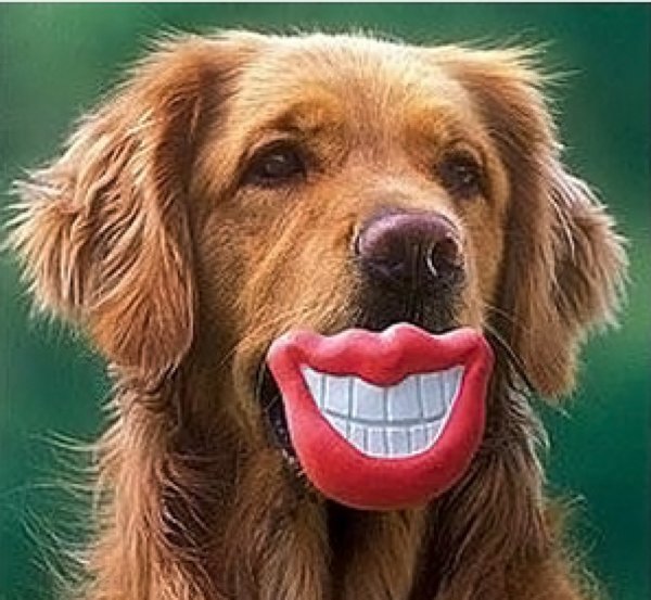 Dog with Grinning Lips