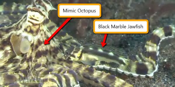 Black Marble Next to Mimic Octopus