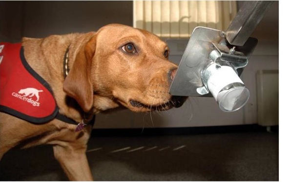 Cancer Sniffing Dog