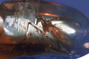 10 Prehistoric Bugs That Could Seriously Mess You Up - 69