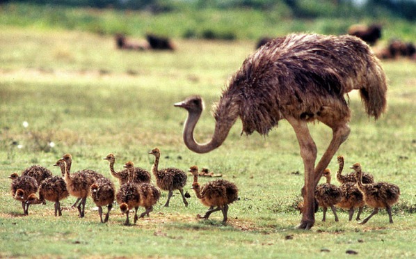 Ostrich Fam