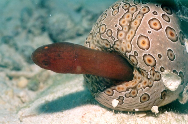 Pearlfish Living Inside Sea Anemone