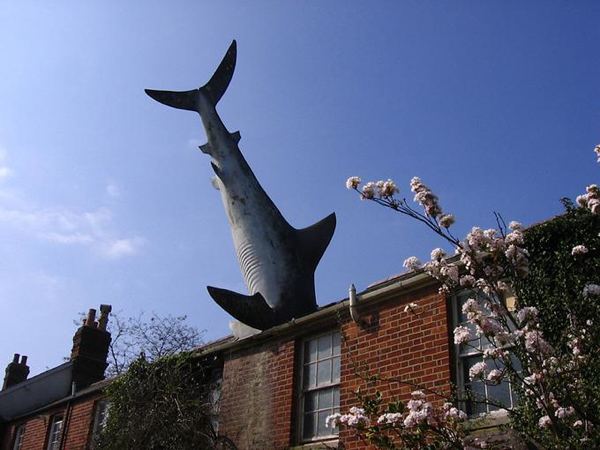 Shark in a Roof