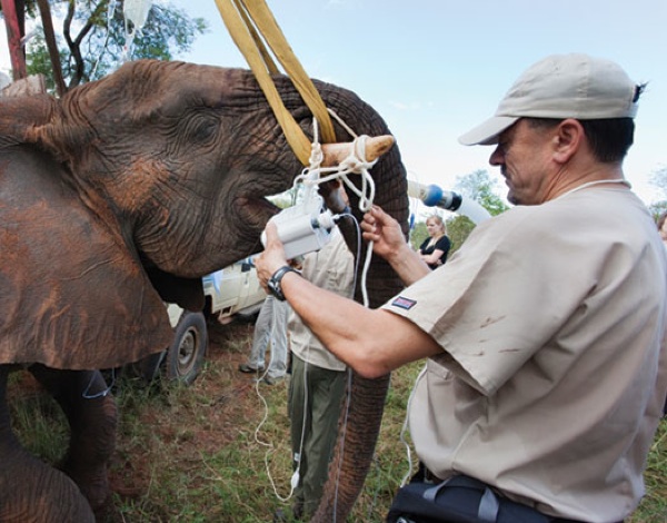 Super Heroin being used on an elephant