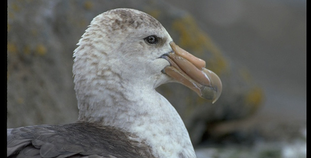 10 Shockingly Creepy and Bloodthirsty Birds - Vimarsana News