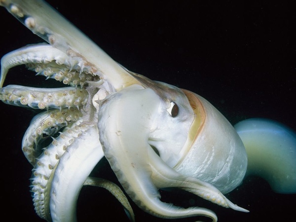 Giant-Squid-Close-Up-Skerry 18435 990X742