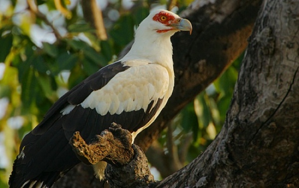 550Px-Palm-Nut Vulturesg