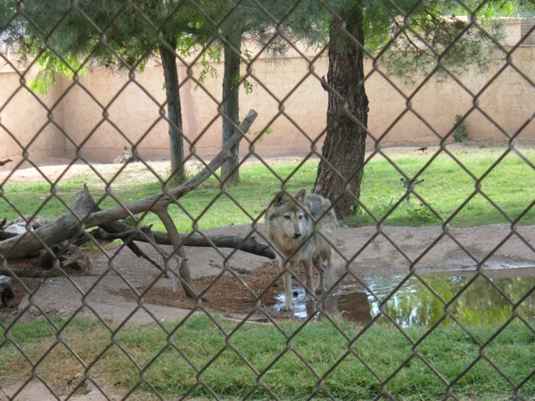 Alameda Park Zoo Lobo cinzento mexicano no lago