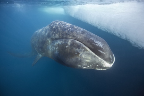 Bowhead Whale1