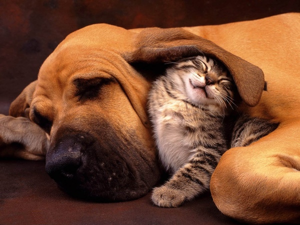Cat-And-Dog