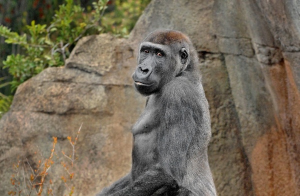 Gorillajabaristanding-03-08-Tm-765