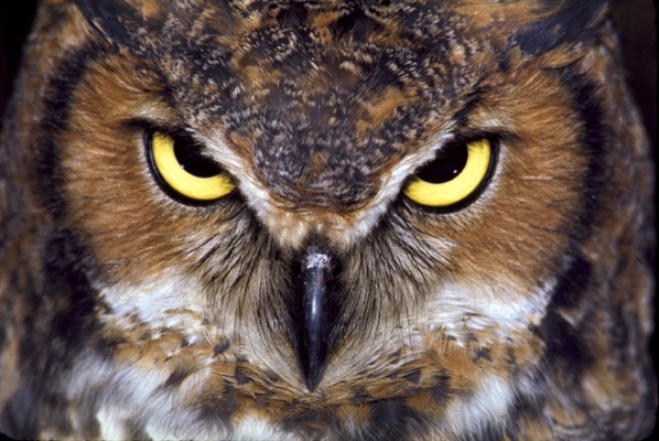 Great-Horned-Owl-Flat-Best-