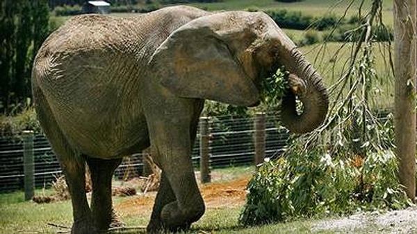 Mila-The-Elephant--Nzh