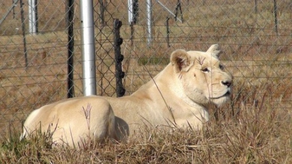 Nyanga-lioness-rescued-to-LR-555x312.jpg