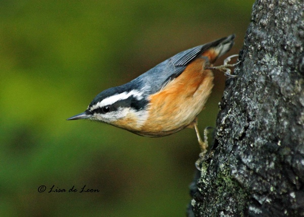 Red-Breasted Nuthatch Copy