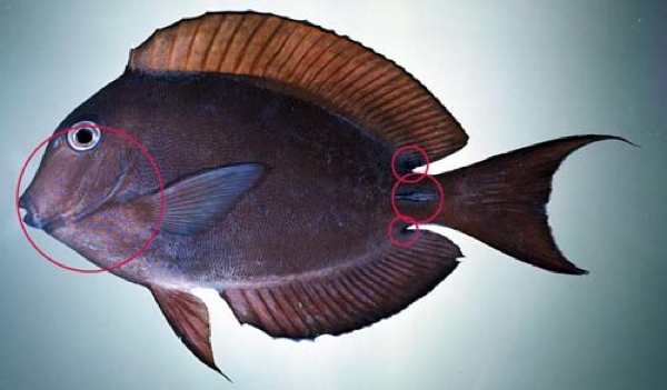 Surgeonfish-Brown-500