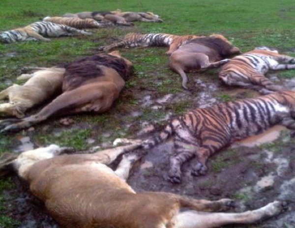 Abc Dead Tigers Lions Bears Nt 111019 Ssh