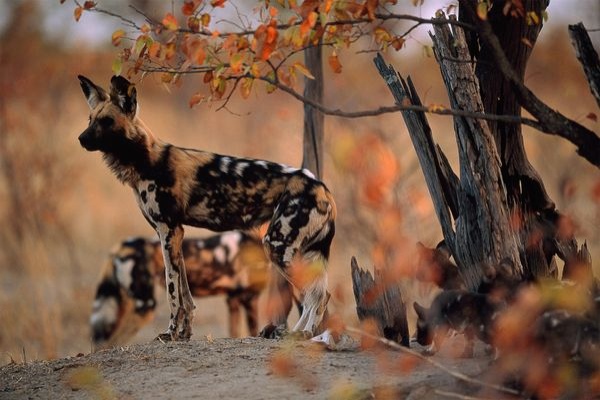 African-Wild-Dogs-child-Zoo 60934 600X450