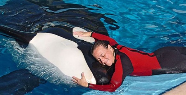 Blogg-Pic-Tilikum-Whale