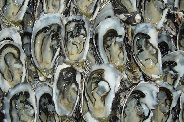 Coffin-Bay-Oysters11