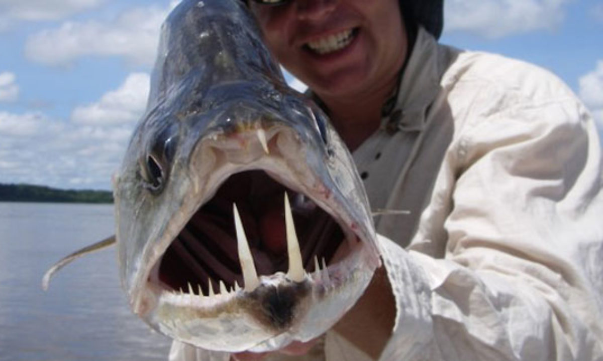 10 More Terrifying Killer Fish - Listverse