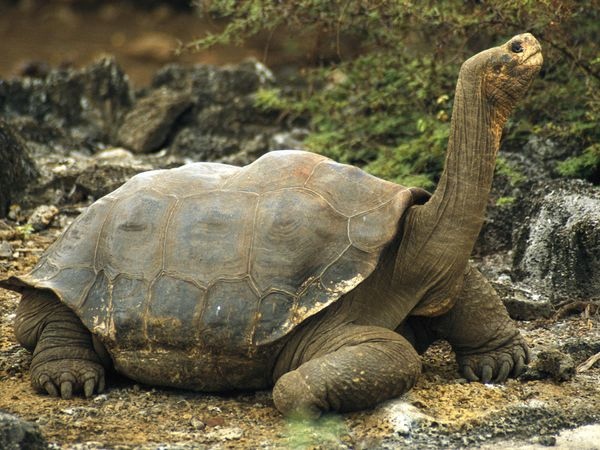 Galapagos-Tortoise 532 600X450