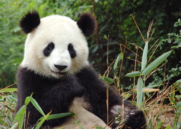 Giant-Panda-China-Big1