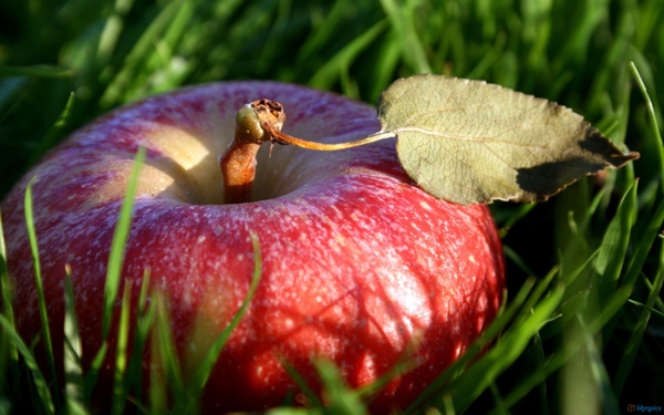 grass_in_apple_fruit-1920x1200.jpg