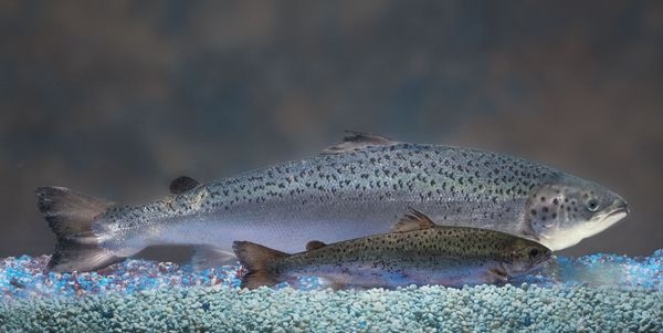 La-Heb-Aquabounty-Gmo-Salmon-Fda-20121226-001