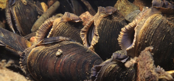 Pearl-Mussels-By-Sue-Scott1