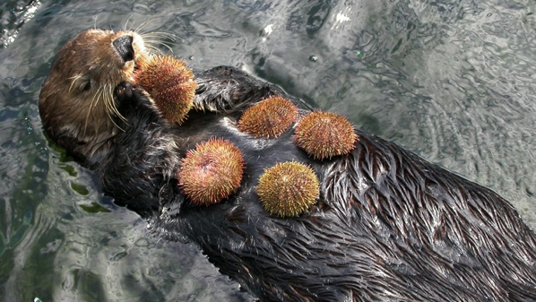Sea-Otter-Urchin-Buffet
