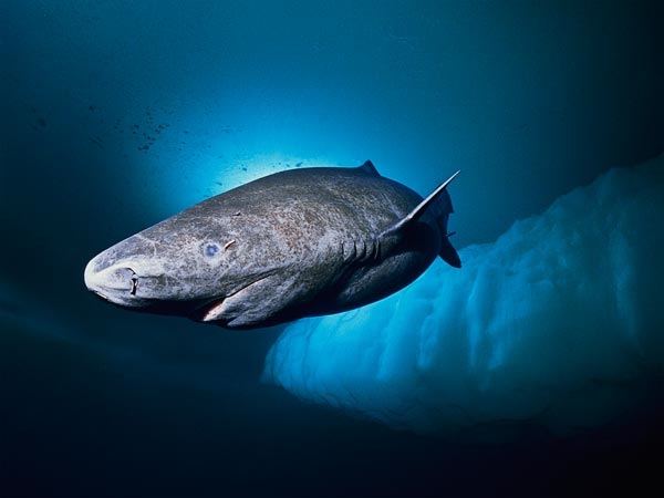 Slowest-Shark-Eats-Sleeping-Seals-Greenland 58307 600X450