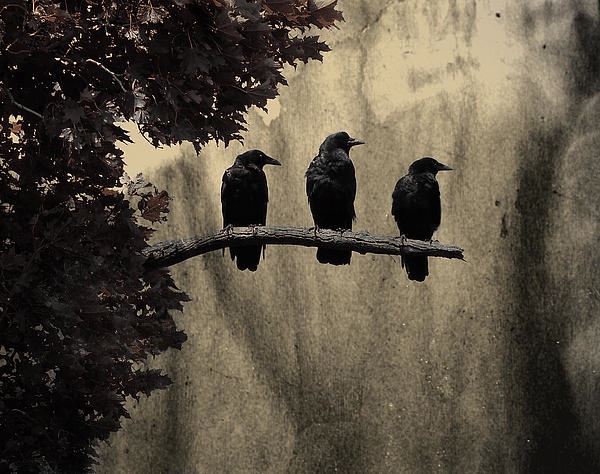 Three-Ravens-Gothic-And-Crows-Art-Photography