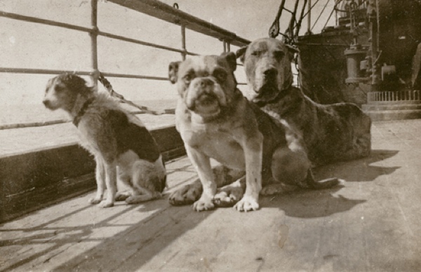 Titanic Dogs On Titanic
