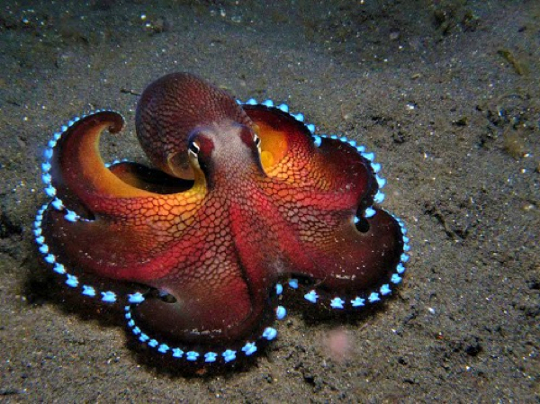 1. Coconut-Octopus-Glowing-Veined-Octopus-Amphioctopus-Marginatus Ts