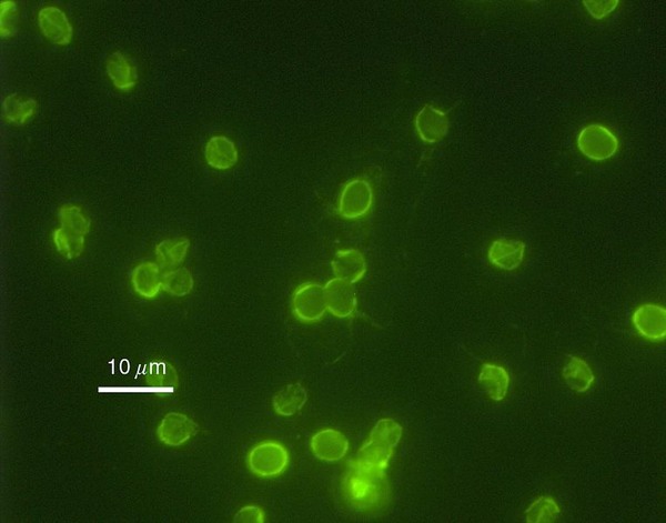 microorganisms in drinking water