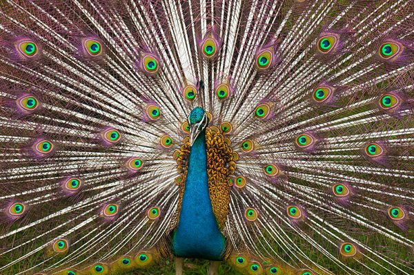 Indian Peacock Plumage