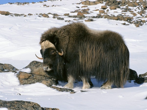 Muskox in Snow Field Arctic National Wildlife Refuge Alaska