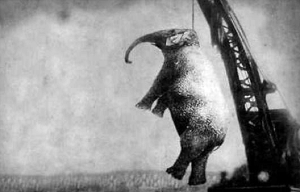 10 Most Horrific Circus Accidents In History - 2